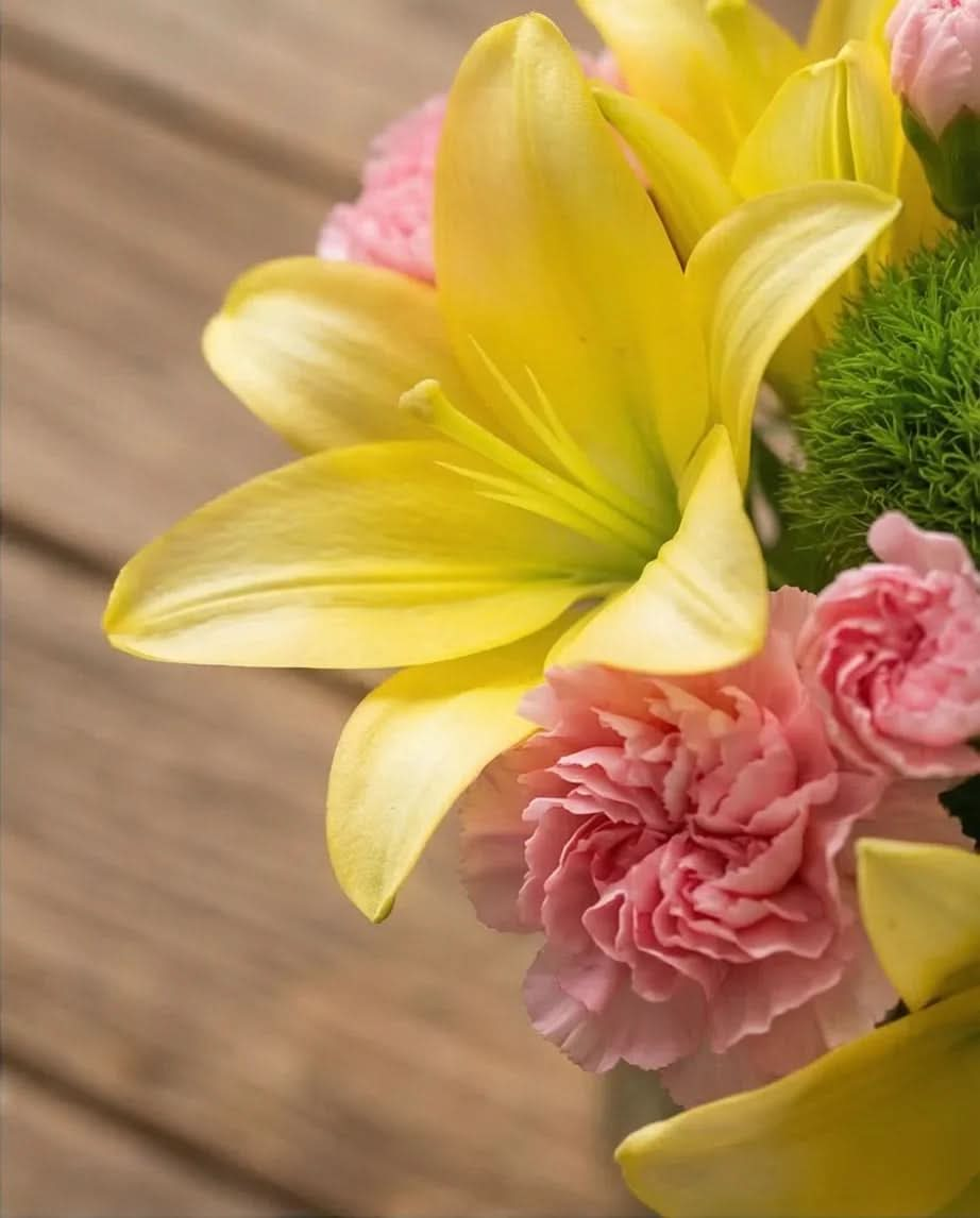 Nuevos Productos Recientes