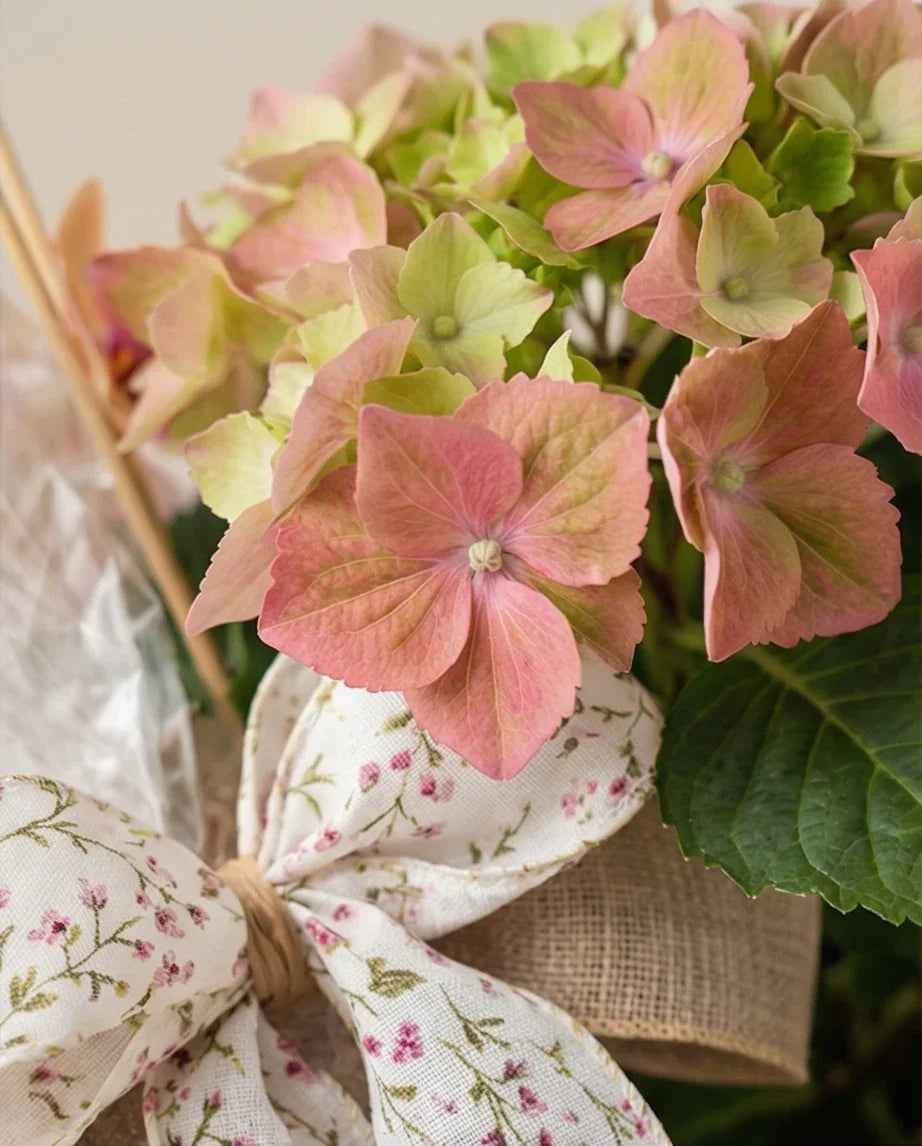 Serenity - FLOVERS